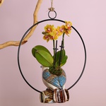 Орхідея фаленопсис міні