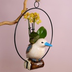 Орхідея фаленопсис міні