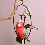 Орхідея фаленопсис міні