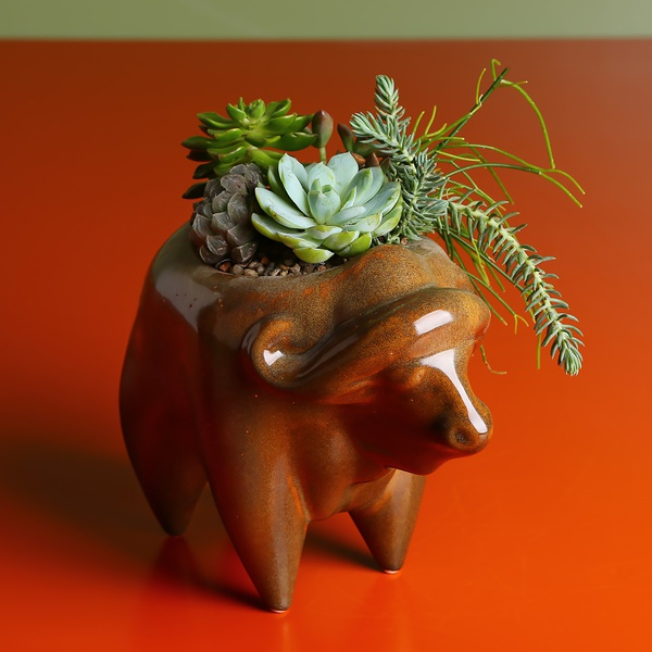 Buffalo in complex glaze with succulents 2