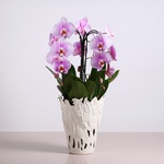 Orchid phalaenopsis cascade pink with 3 branches