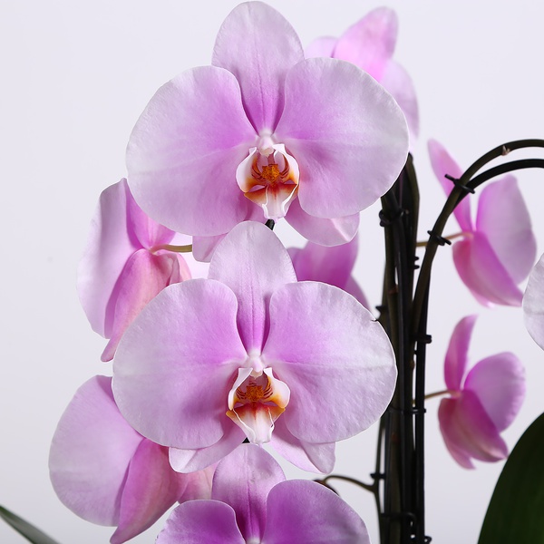 Orchid phalaenopsis cascade pink with 3 branches
