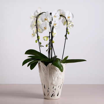 White phalaenopsis cascade