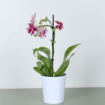 Phalaenopsis (Phal Liodoro)