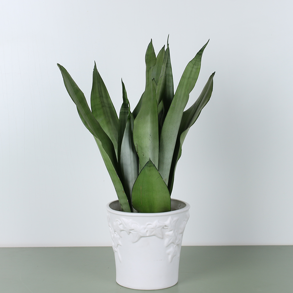 Сансивьерия (Sansevieria trif. Moonshine Decorum)