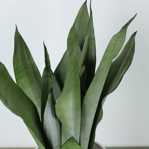 Сансивьерия (Sansevieria trif. Moonshine Decorum)