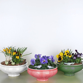 Planting in a ceramic pot "Spring flowers" mix