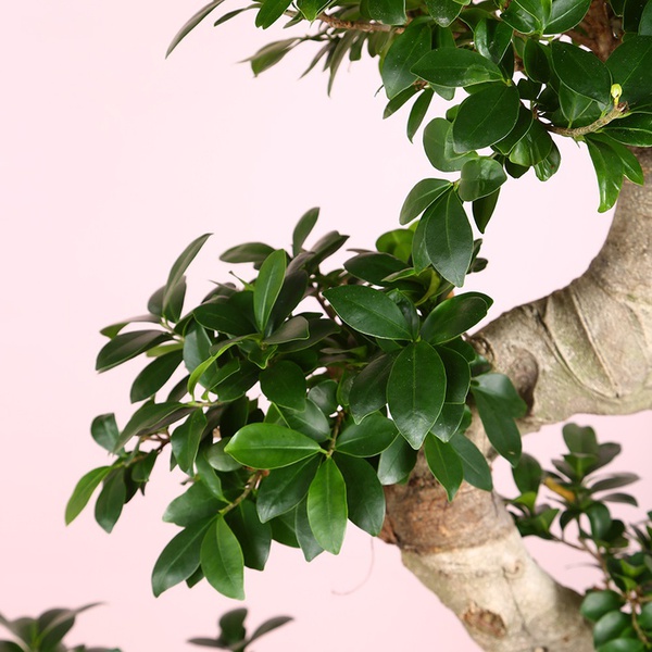 Ficus Ginseng size L