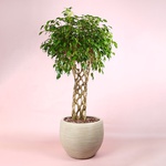 Фикус Бенджамина (Ficus benjamina 'Ova' on stem)