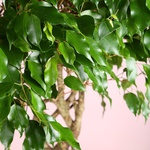 Фикус Бенджамина (Ficus benjamina 'Ova' on stem)