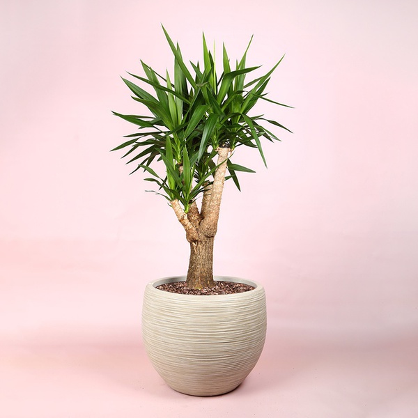 Рослина Юкка