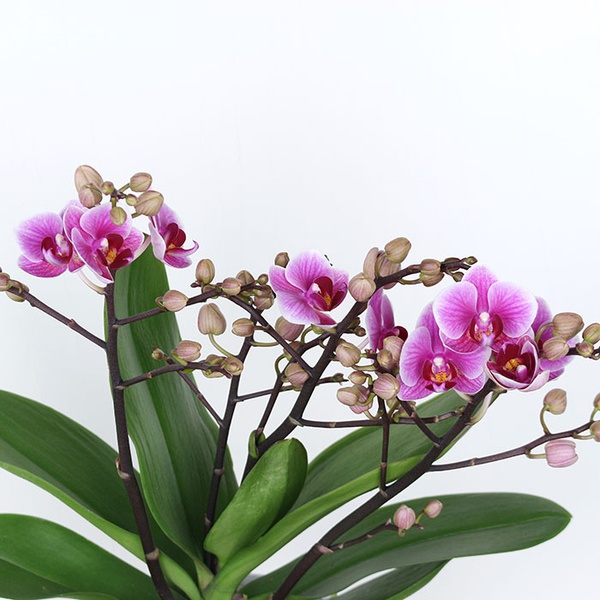 Orchid phalaenopsis mini purple