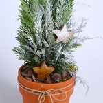 Winter composition "Magic thuja"