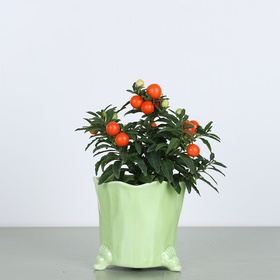 Solanum