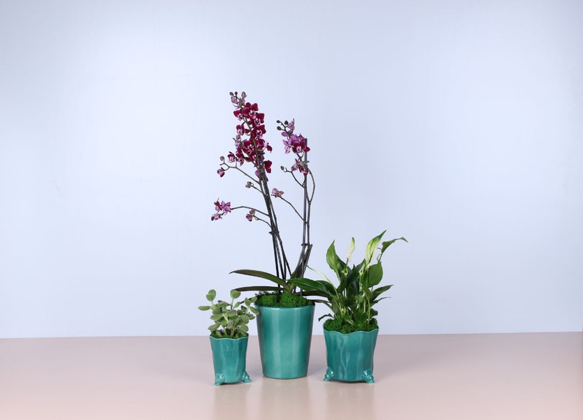 Set of three plants