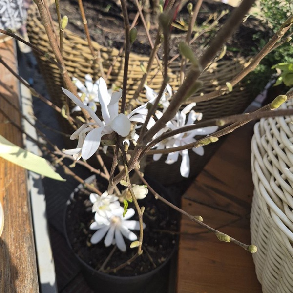 Magnolia Stellata