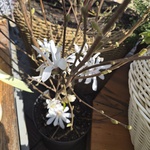 Magnolia Stellata