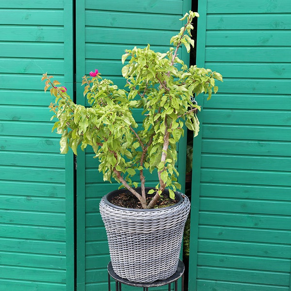 Bougainvillea "Vera deep purple" size M