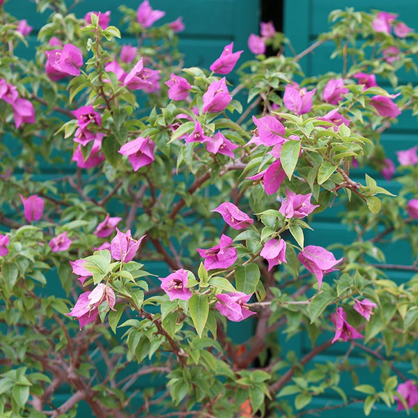 Bougainvillea "Vera deep purple" size L