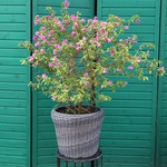 Bougainvillea "Vera deep purple" size L