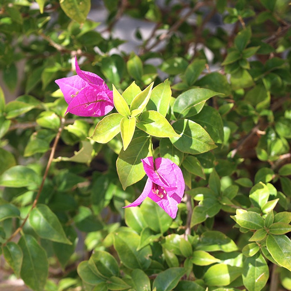 Bougainvillea "Vera deep purple" size XL