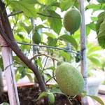 Lemon tree size XL