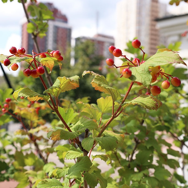 Viburnum (Viburnum) size L