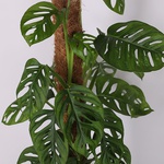 Monstera Monkey Adanson