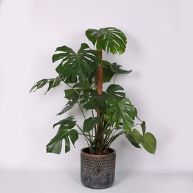 Monstera M