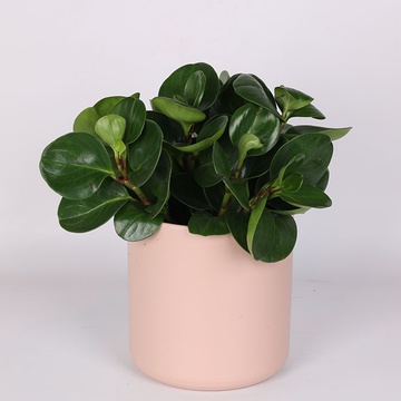 Peperomia