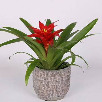 Guzmania 'Amaretto' red