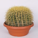 Echinocactus Gruson size XL