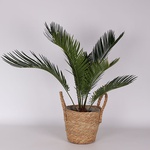 Cycas