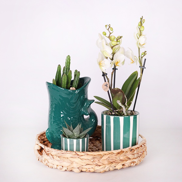 Set of plants "Green Harmony"