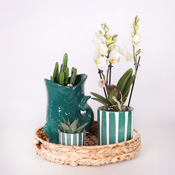 Set of plants "Green Harmony"
