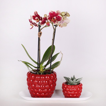 Plant set "Exquisite combination"