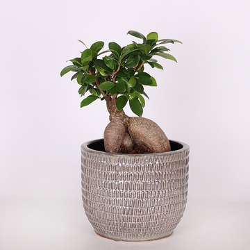 Фикус microcarpa Ginseng