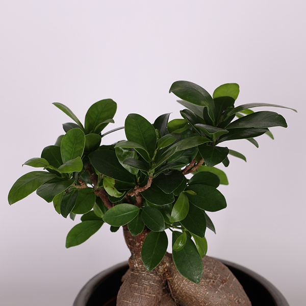 Фикус microcarpa Ginseng