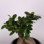 Фикус microcarpa Ginseng