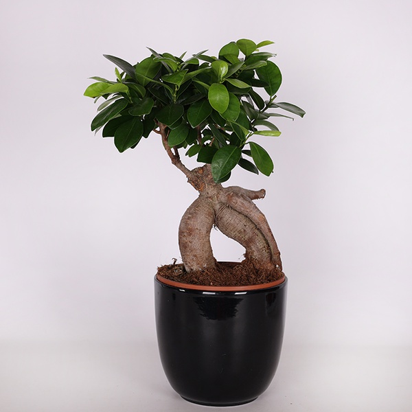 Фикус microcarpa Ginseng М