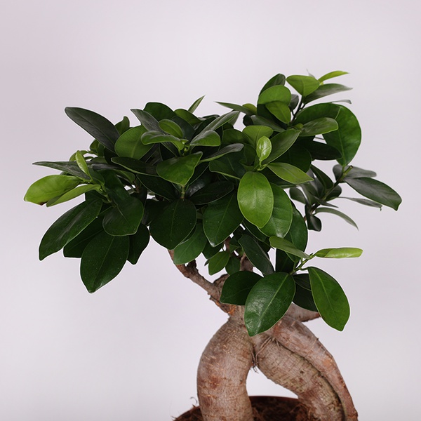 Фикус microcarpa Ginseng М