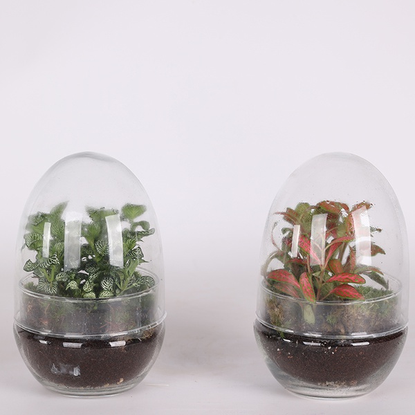 Тераріум (Terrarium Egg Small)