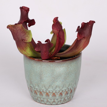 Sarracenia