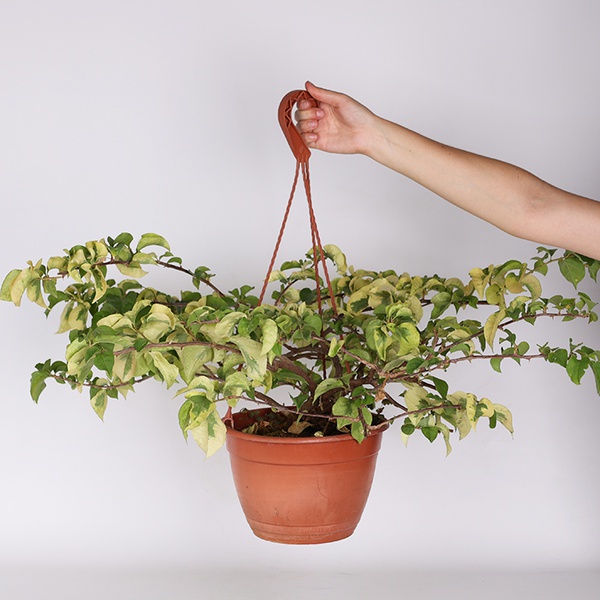 Bougainvillea variegated