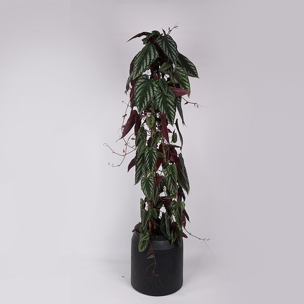 Циссус дісколор (Trailing Rex Begonia Vine)