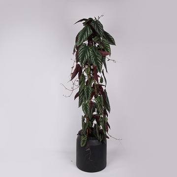 Cissus Discolor (Trailing Rex Begonia Vine)