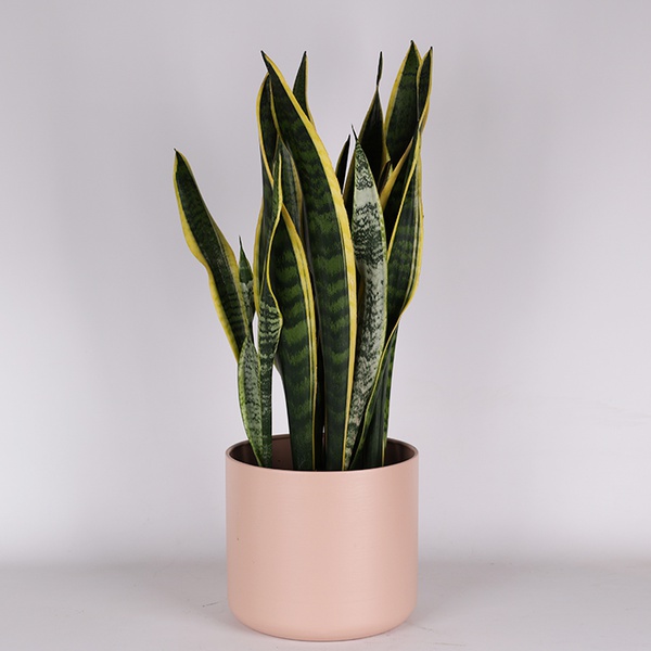 Сансивиерия Лаурентия (Sansevieria Laurentii)