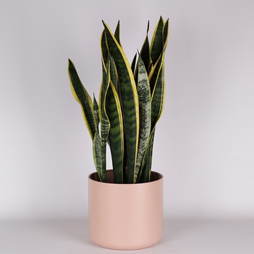 Сансівієрія Лаурентія (Sansevieria Laurentii)