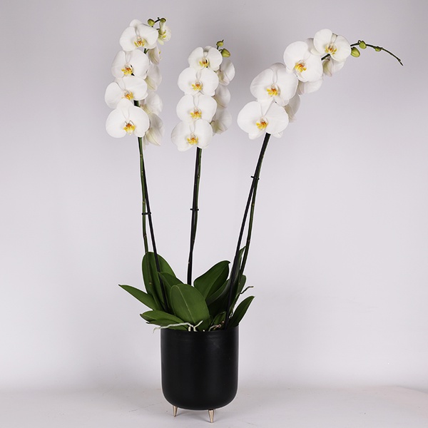 Фаленопсис білий (Phalaenopsis 3-tak Anthura Leeds)