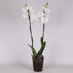 Фаленопсис білий (Phalaenopsis White big lip)